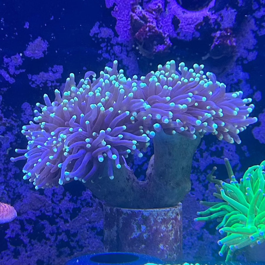 RLA Torch Coral 3 Head
