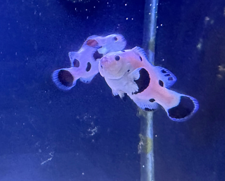 Black Super Storm Clownfish (Pair)