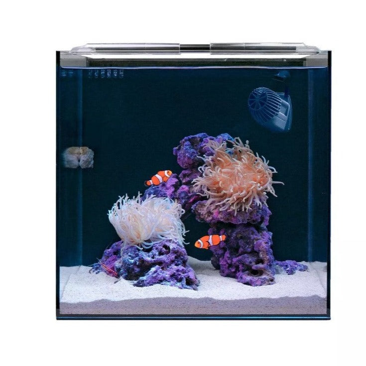 Clownfish & Anemone Aquarium Kit