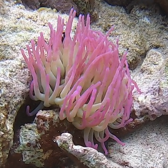 Haitian Reef Anemone