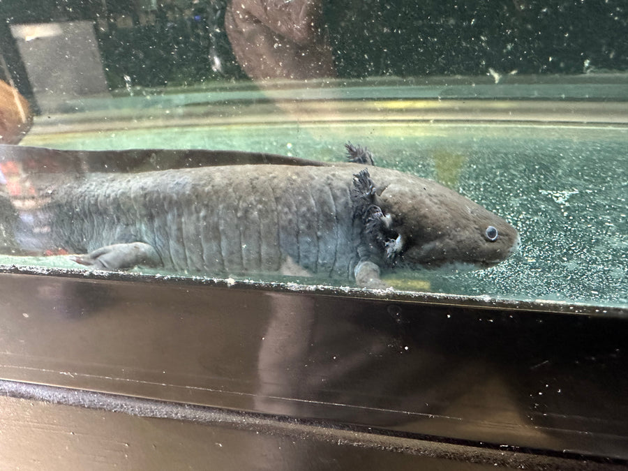 Axolotl Dark Melanoid (Regular) 6" - 8"