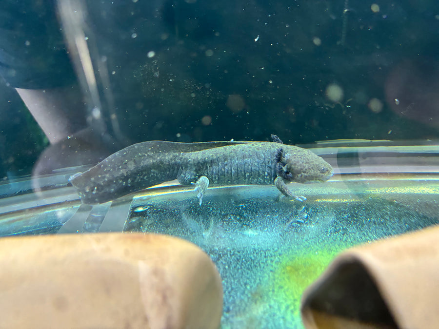 Axolotl Wild Type (Regular) 7" - 9"