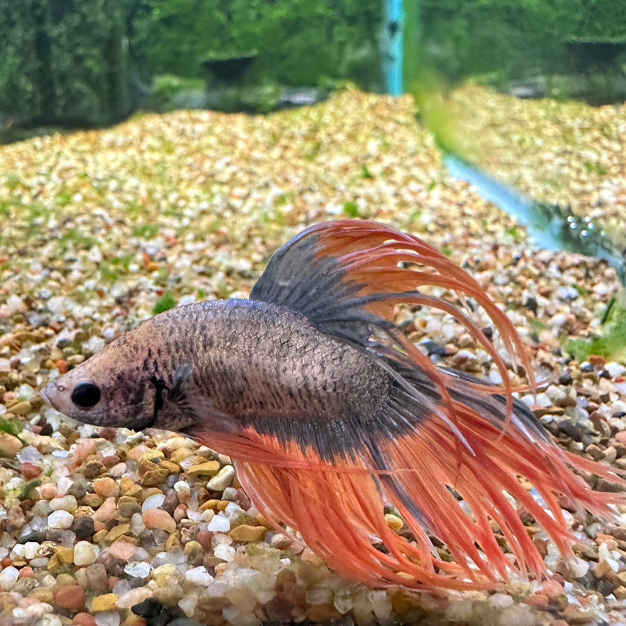 Crowntail Dragonscale Betta Male FW56