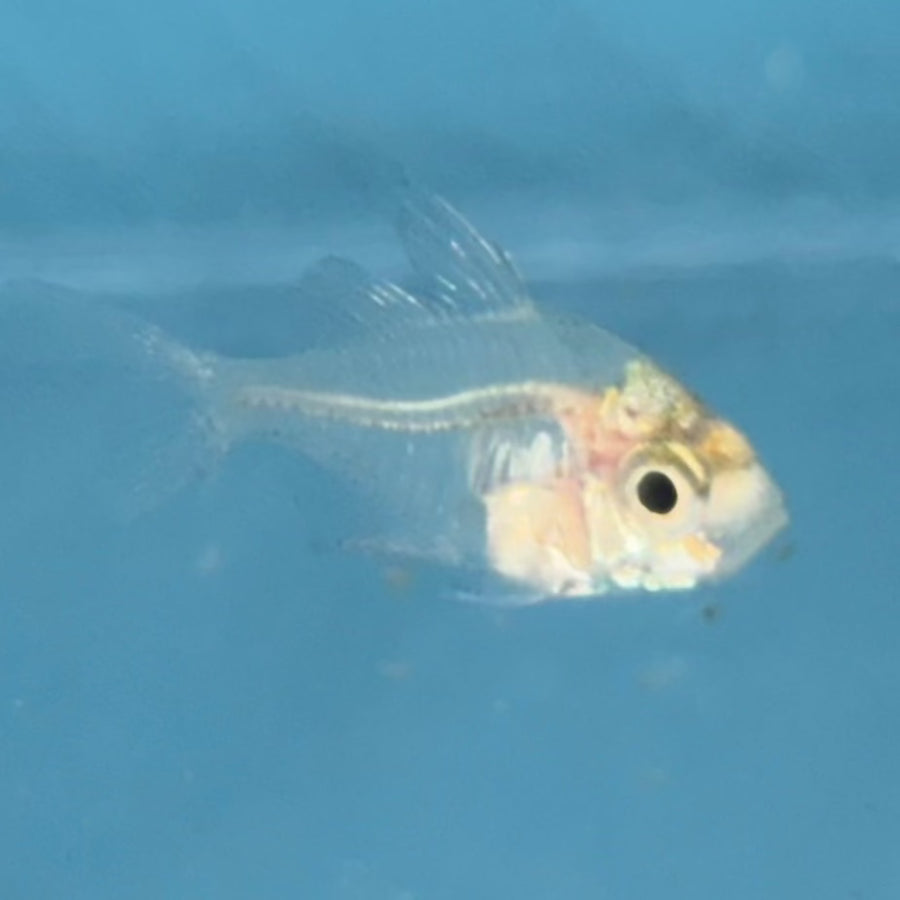 Indian Glassfish