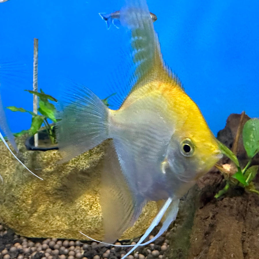 Gold Angelfish XL