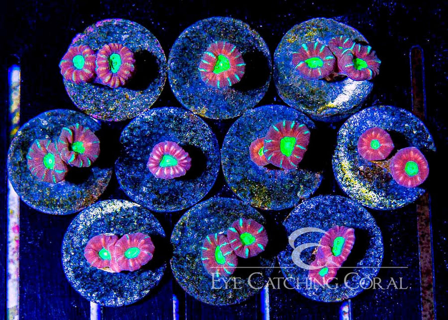 Purple and Green Candy Cane Frag