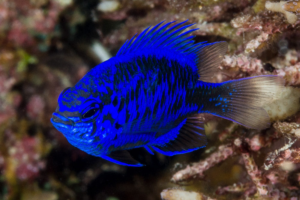 Blue Sapphire Damselfish – Reeflifeaquariums.com