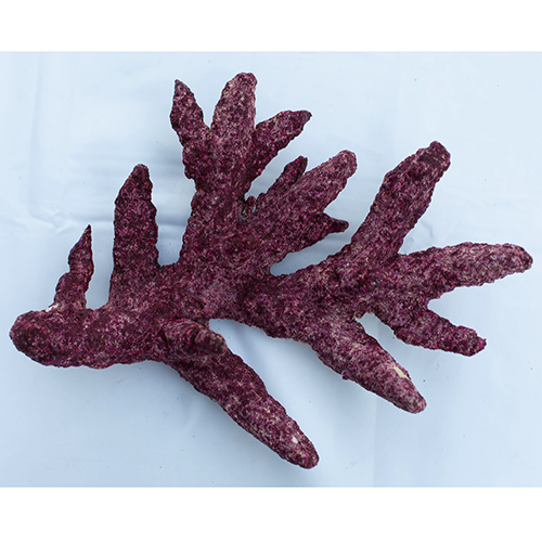 http://www.reeflifeaquariums.com/cdn/shop/products/Real_Reef_Branch_1.png?v=1624105967