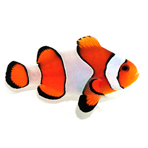 Vivid Fancy Clownfish
