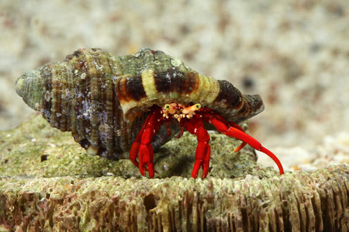 Scarlet Reef Hermit Crab