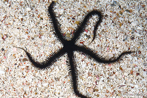 Black Brittle Starfish