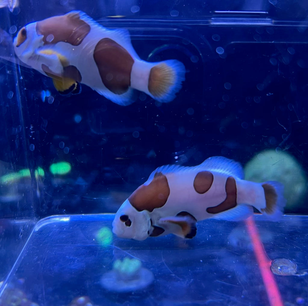 Picasso Storm Clownfish Pair