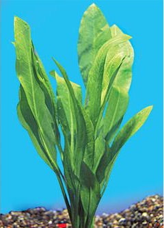amazon sword plant seeds Amazon Sword Plant