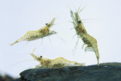100+ Live Freshwater Ghost Shrimp; FREE SHIP FedEx Air -cold 100+ Live Freshwater Ghost Shrimp; FREE SHIP FedEx Air -cold