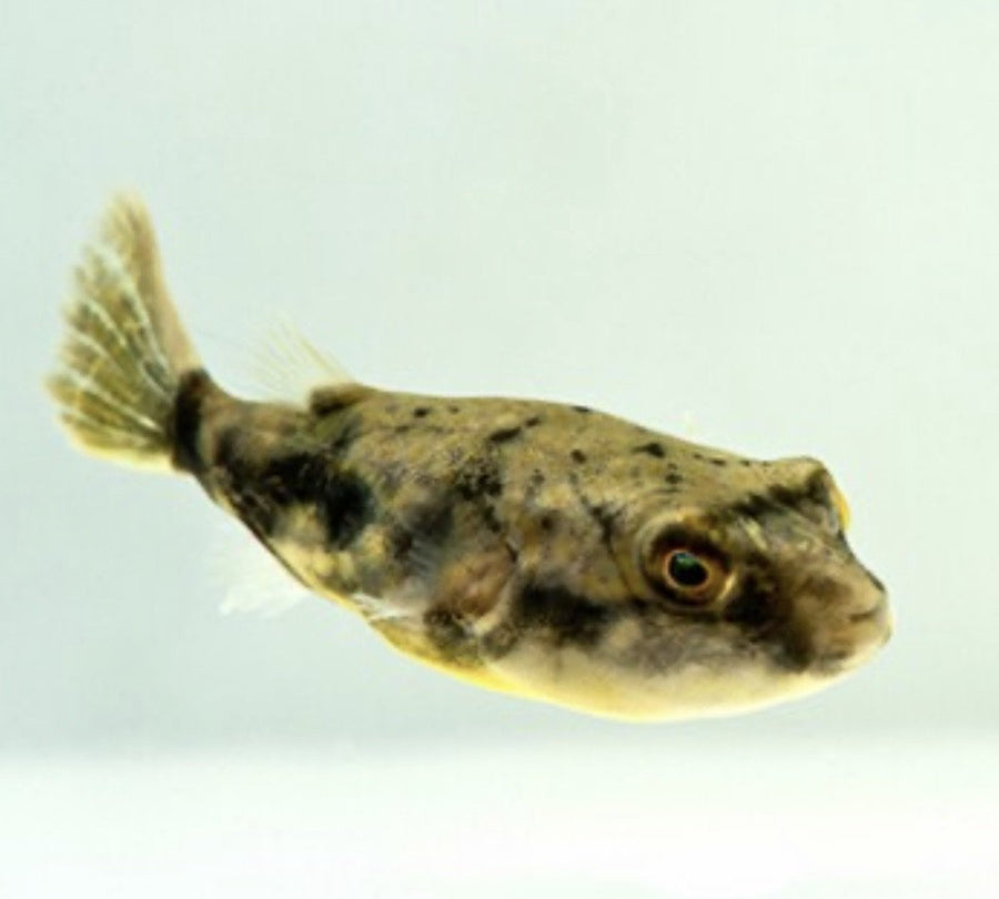 Fahaka Puffer · - Main Image