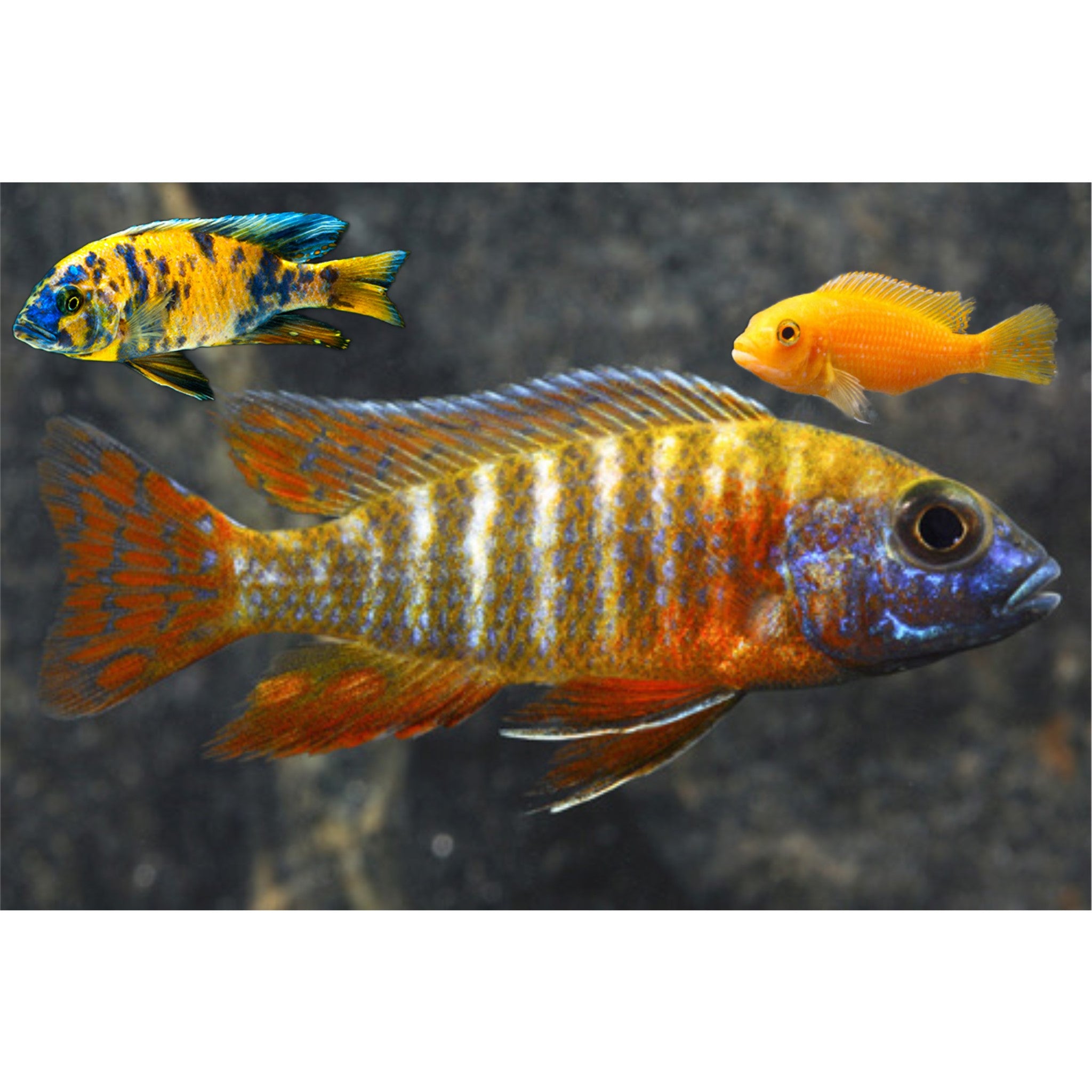 African Cichlid