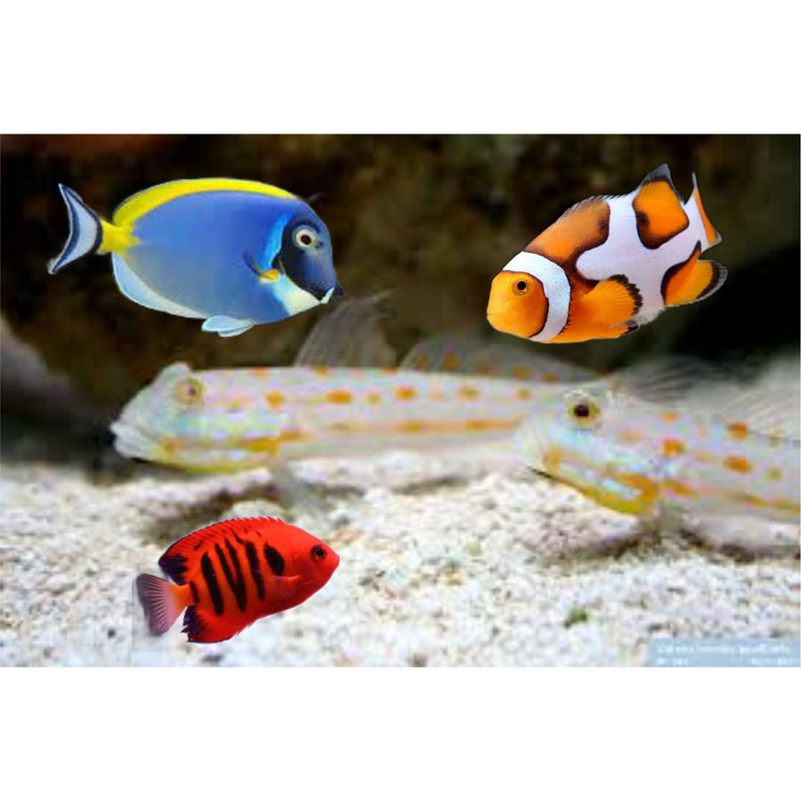 Saltwater Fish