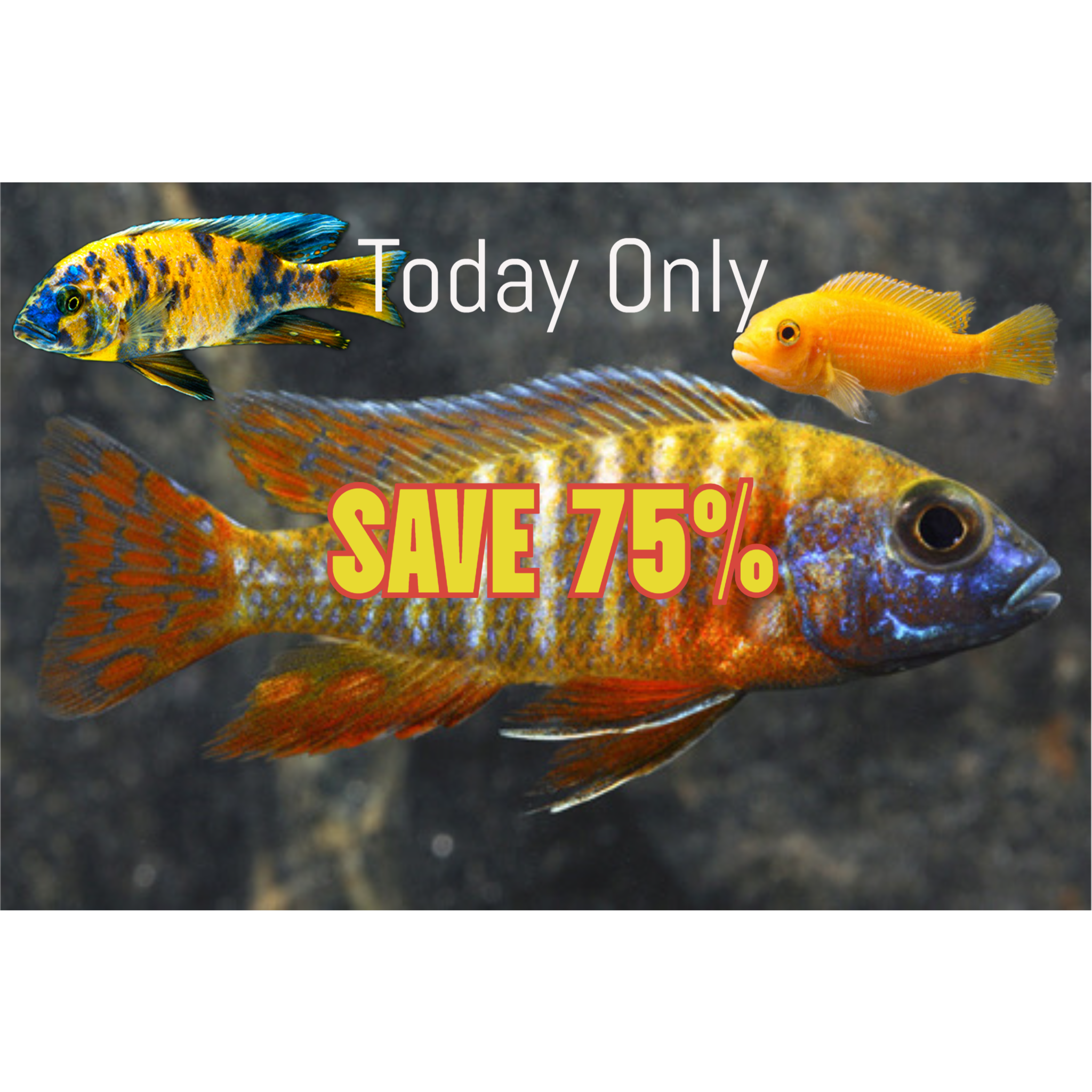 Cichlid Sale