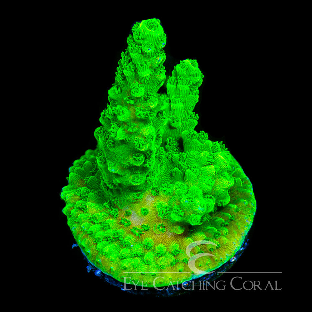 ECC  Bali Green Slimer Acro Frag