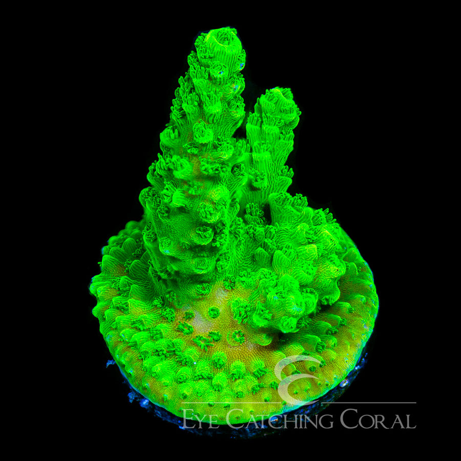 ECC  Bali Green Slimer Acro Frag