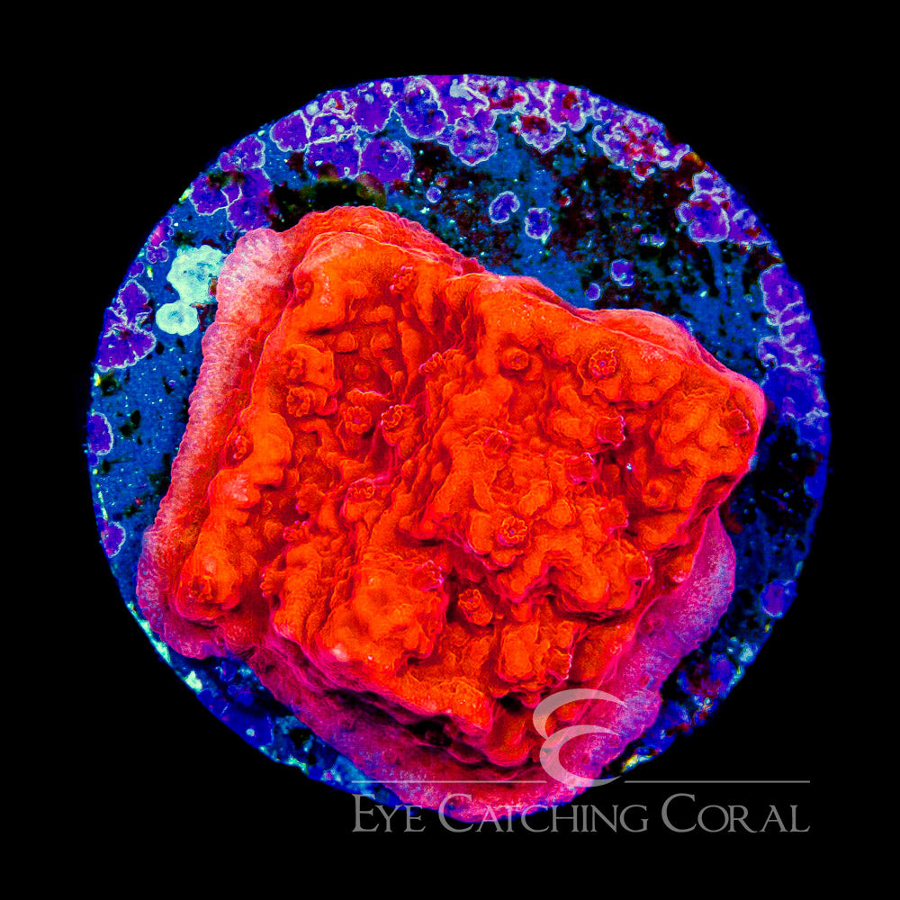 ECC Nuclear Red Montipora Frag