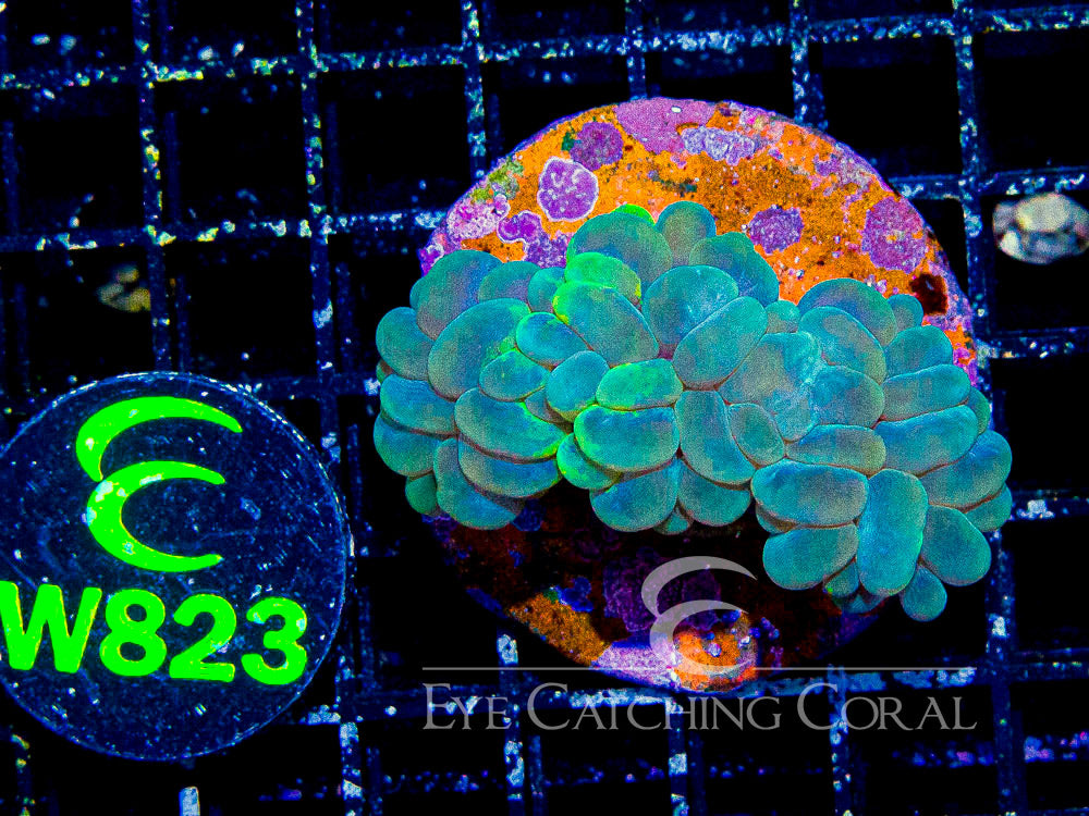 Indo Bubble Coral Splatter S - Disc W823