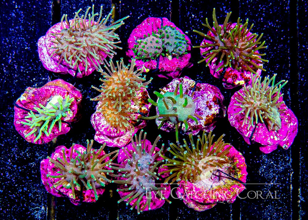 ECC Green Toadstool Leather Frag