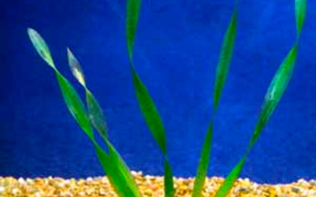 Corkscrew Vallisneria Plant