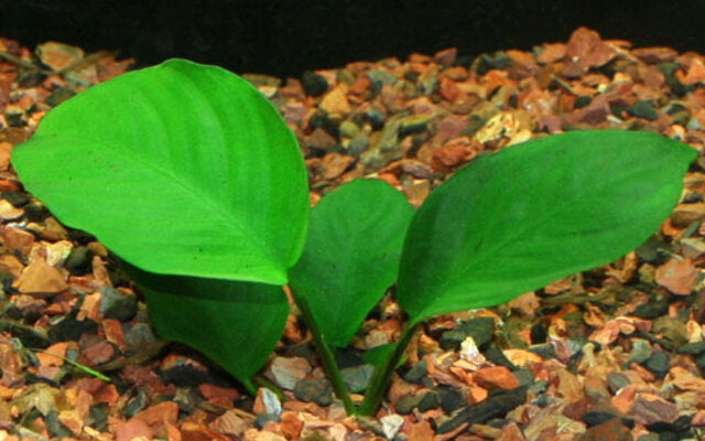 Anubias Barteri