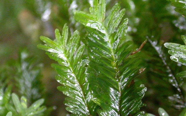 Fissidens Nobilis Mat 3" x 3"