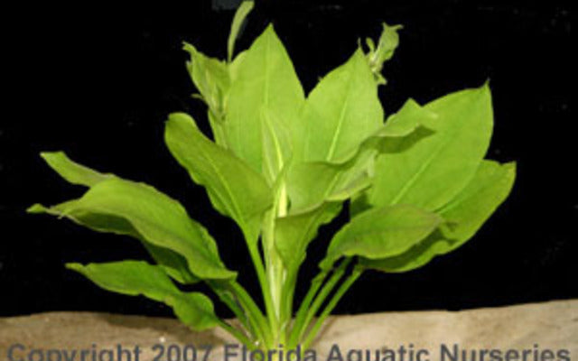 Amazon Sword Compacta Plant - MD