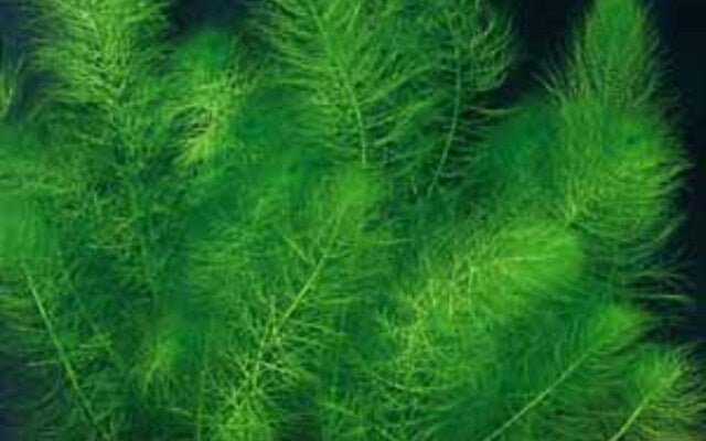 Green Myrio Plant