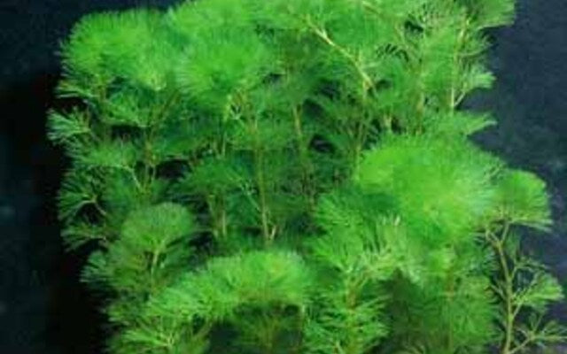 Green Cabomba Plant
