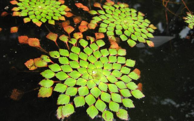 Ludwigia Sediodes