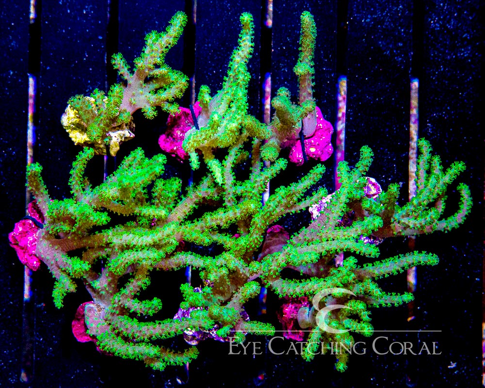 ECC Aussie Sinularia Frag