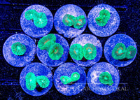 ECC Green Candy Cane Frag