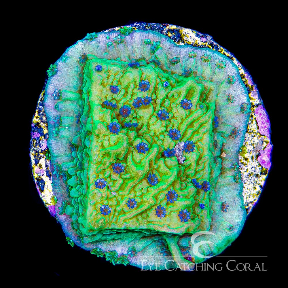ECC Flower Petal Montipora Frag