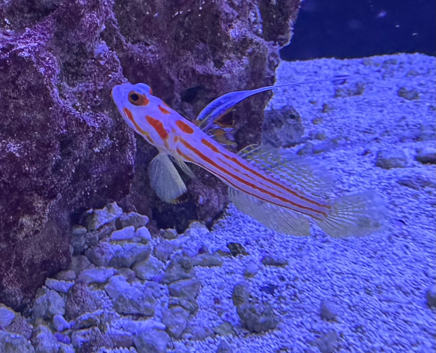 Yasa Hashe Goby