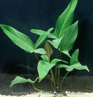 Anubias Hastifolia Potted