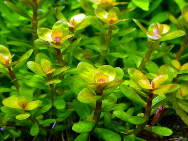 Rotala Indica Plant Bunched