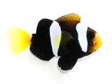 Black Clarkii Clownfish Pair