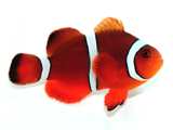 Mai Tai Clownfish Pair