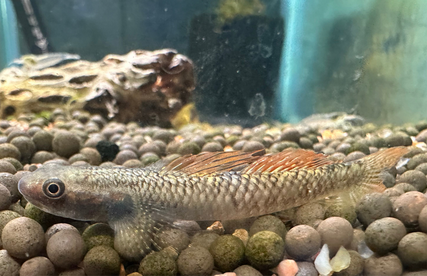 Rainbow Stiphodon Goby 2"