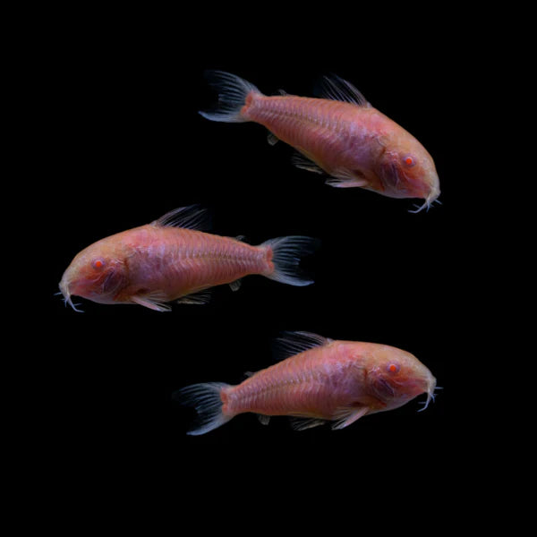 Moonrise Pink Corydoras 1