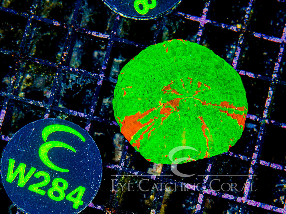 Aussie Scoly Bleeding Apple M - Disc W284