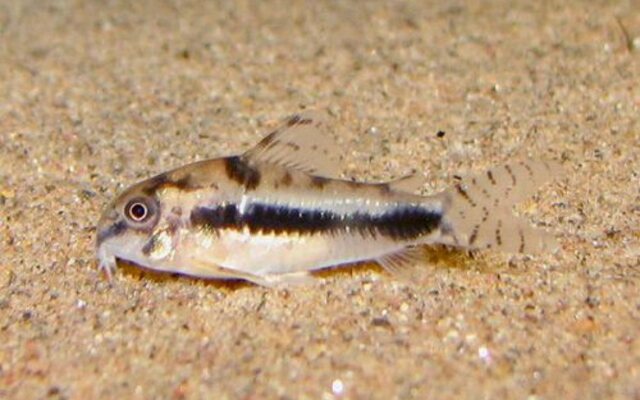 Salt & Pepper Dwarf Corydoras