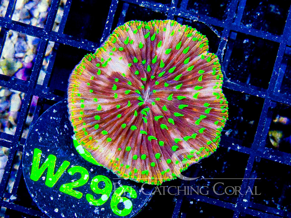 Indo Fungia L - Disc W296