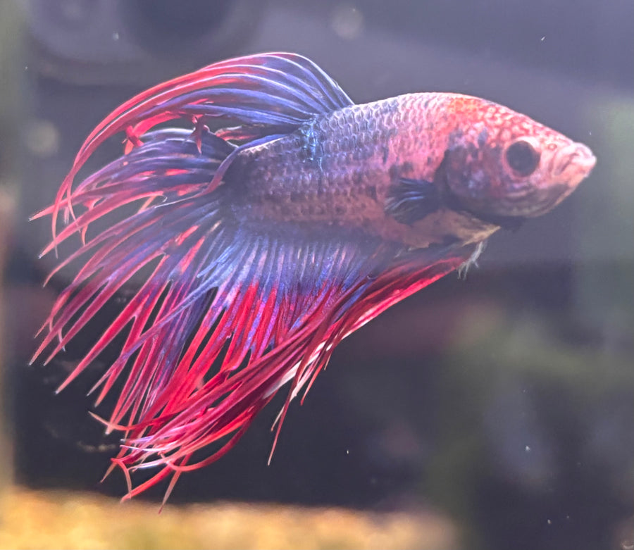 Crowntail Male Betta BT2A