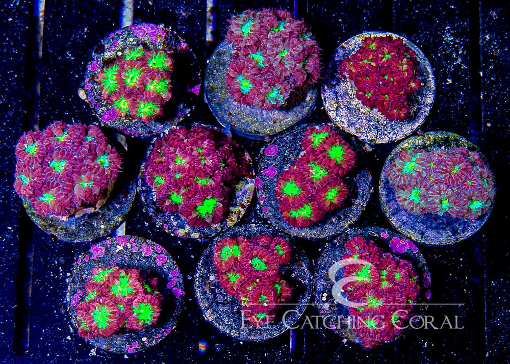 ECC Aussie Blastomussa Merletti Frag