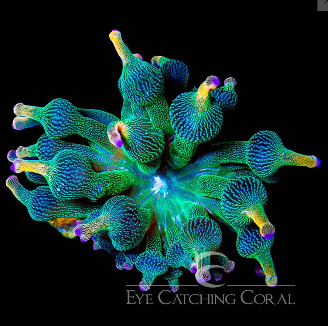 Holy Grail Bubble Tip Anemone 2”